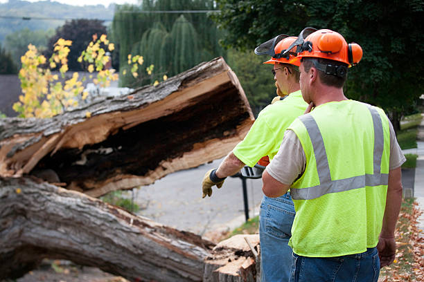 Professional Tree Service Experts